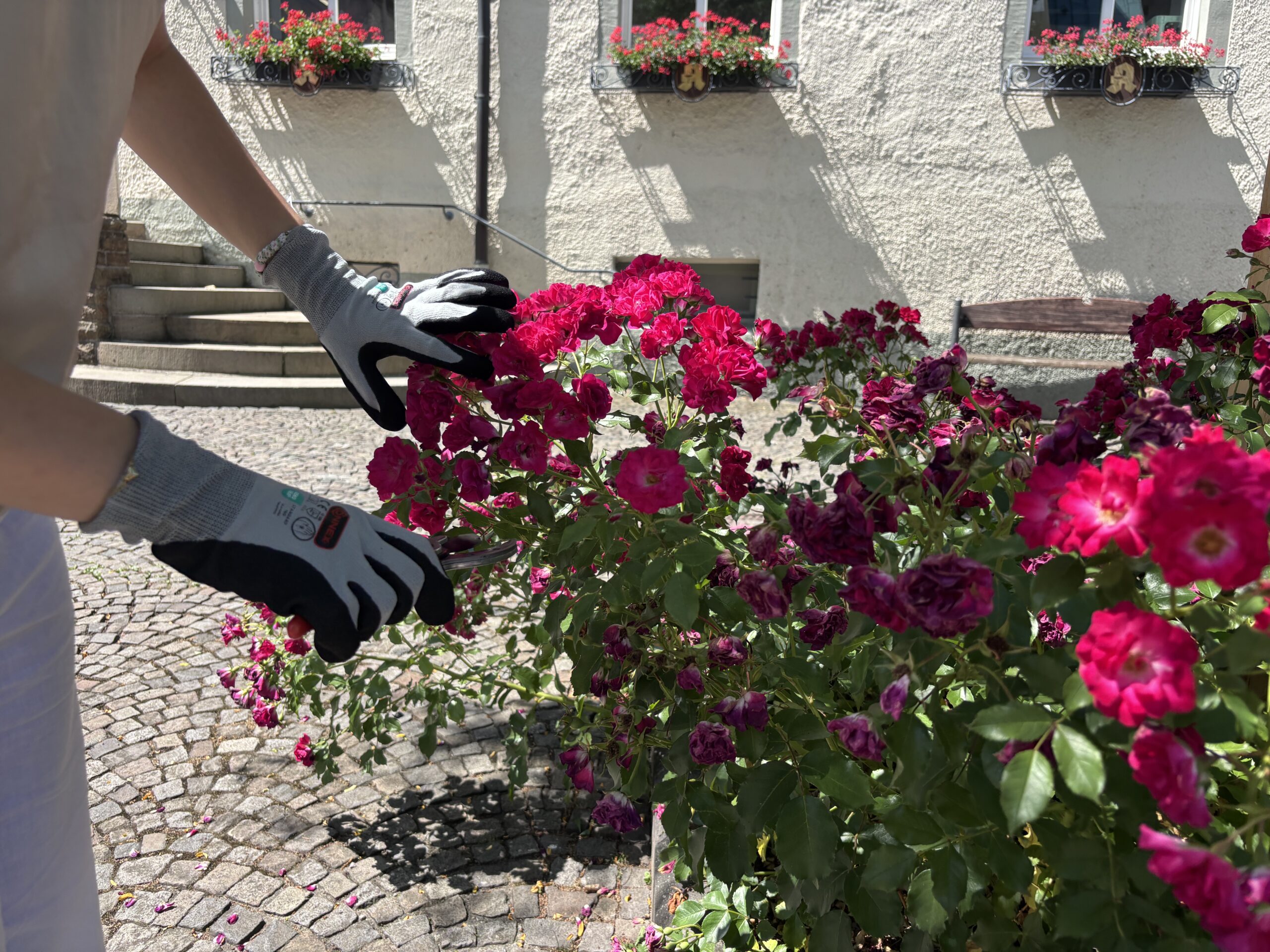Rosen zum Mitnehmen